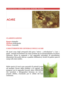 CLASSIFICAZIONE Regno:Animalia Phylum:Arthropoda Classe