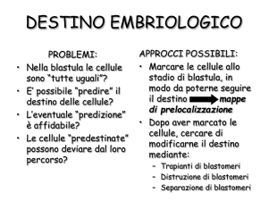 DESTINO EMBRIOLOGICO
