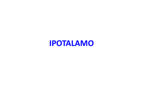 Ipotalamo