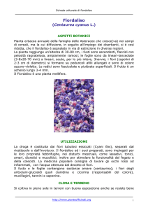 Fiordaliso - Pianteofficinali.org