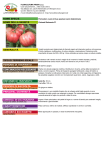 Pomodoro cuore di bue pearson semi determinata Oxheart