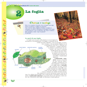 La foglia - Le Libellule