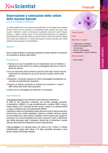 Osservazione delle cellule della mucosa boccale