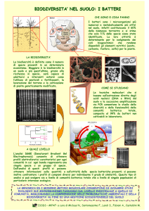 BIODIVERSITA` NEL SUOLO: I BATTERI