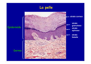 Cellula mucipara caliciforme