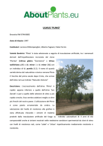 ulmus `plinio`