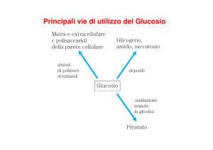 Principali vie di utilizzo del Glucosio