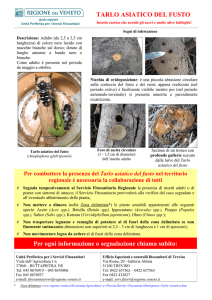 TARLO ASIATICO DEL FUSTO Per ogni