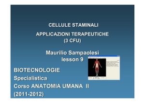 CELLULE STAMINALI APPLICAZIONI TERAPEUTICHE