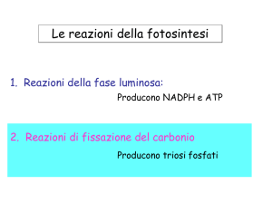 lezione gruppo 9 fotosintesi reazioni del carbonio 11