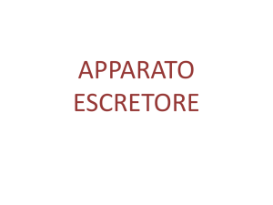 APPARATO ESCRETORE