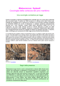 Matsucoccus feytaudi Cocciniglia della corteccia del pino marittimo