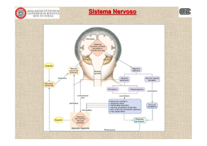 Sistema Nervoso