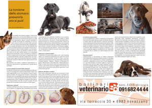 La torsione dello stomaco: prevenirla ora si può!