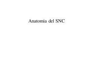 Sistema propriospinale - Dipartimento di Psicologia