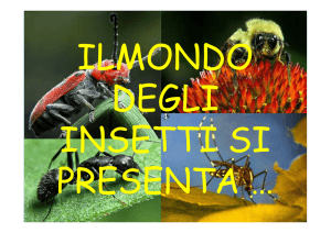 Gli insetti - Scuol@ 2.0 San Filippo