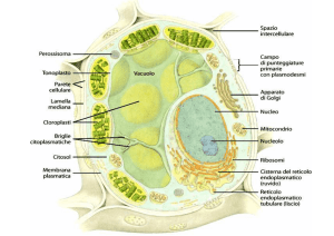 Botany Cito2