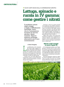 Lattuga, spinacio, rucola IV gamma 1306K