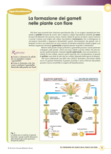 La formazione dei gameti nelle piante con fiore