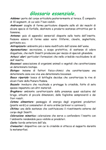 Glossario essenziale.