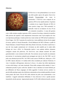 Poliovirus Il Poliovirus (o virus poliomielitico) è un virus di una delle
