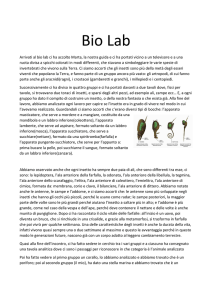 vedi relazione 1