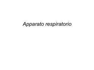 Diapositiva 1
