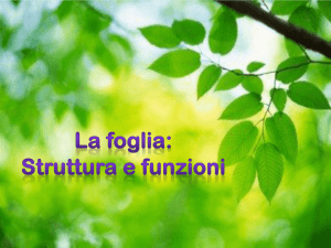 La foglia - CapovolgiLeScienze