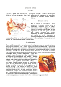ORGANI DI SENSO (Orecchio) - Istituto Magistrale GB Vico