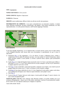 Bagolaro - Liceo Vian