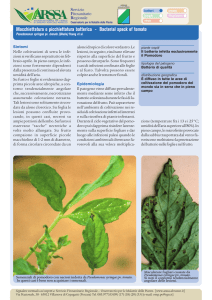 Macchettatura o picchiettatura batterica del