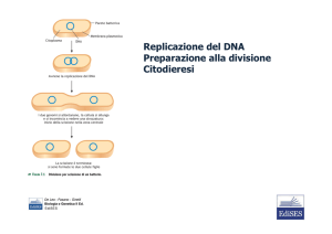 controllo del ciclo cellulare