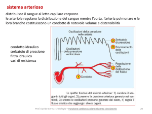 a15bis funzione cardiovascolare sistema circolatorio
