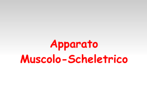 08-Apparato muscolo scheletrico