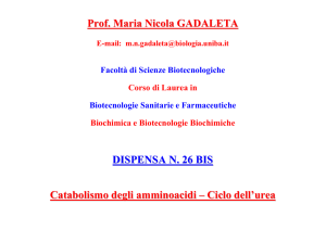 Ciclo dell`urea - Classi di Laurea in Biotecnologie - Bari