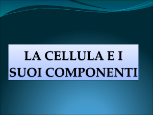 Le Scienze in laboratorio scuola media - Gruppo 5