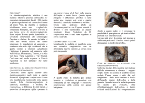 La cheratocongiuntivite infettiva nel camoscio e nello