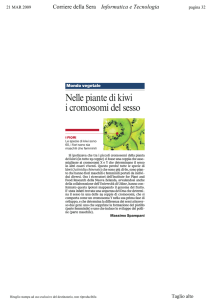 Nelle piante di kiwi i cromosomi del sesso