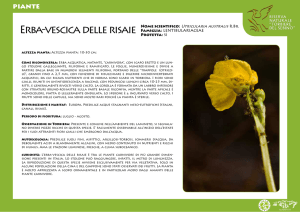scarica la scheda - Torbiere del Sebino