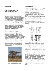 Lezione in PDF