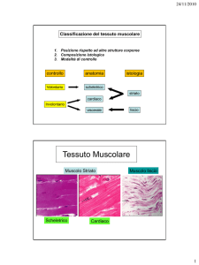 Tessuto Muscolare