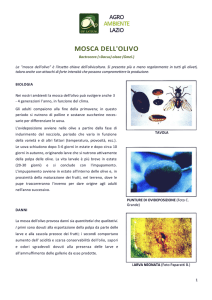 Scheda tecnica Mosca dell`Olivo