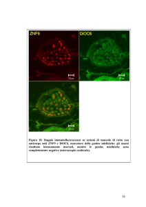 Figura 10. Doppia immunofluorescenza su sezioni di muscolo di