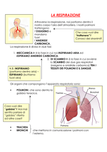 La Respirazione: Apparato Respiratorio e Fumo - Materiale Didattico