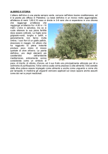 L`albero e la sua storia - Portale di marketing territoriale