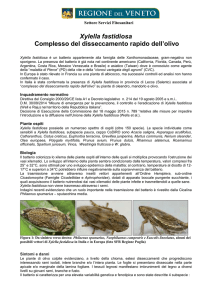 Scheda tecnica xylella fastidiosa
