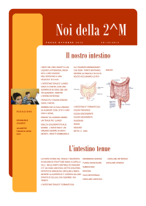 Il nostro intestino L`intestino tenue