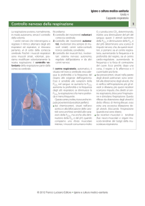 Controllo nervoso della respirazione