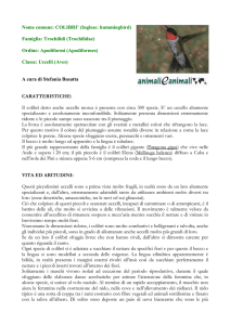Nome comune: COLIBRI` (Inglese: hummingbird