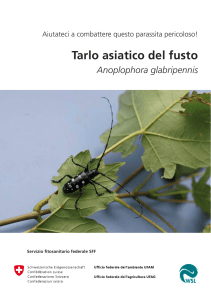 Tarlo asiatico del fusto
